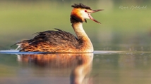 Ghoori Gol Wetland