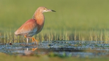 Ghoori Gol Wetland