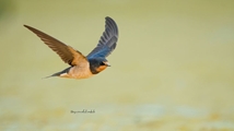 Ghoori Gol Wetland