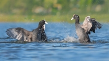 Ghoori Gol Wetland