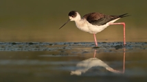 Ghoori Gol Wetland