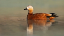 Ghoori Gol Wetland