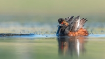 Ghoori Gol Wetland