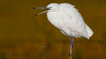 Ghoori Gol Wetland