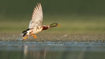 Ghoori Gol Wetland