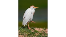 Ghoori Gol Wetland