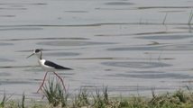 Ghoori Gol Wetland